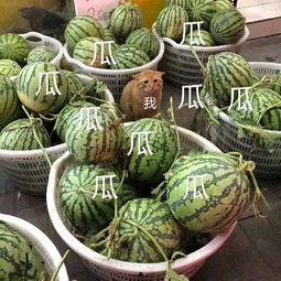 娱乐吃瓜为什么火,揭秘网络现象的火爆之谜  第2张