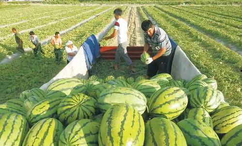 娱乐吃瓜场地图片,一场视觉盛宴的狂欢现场  第3张