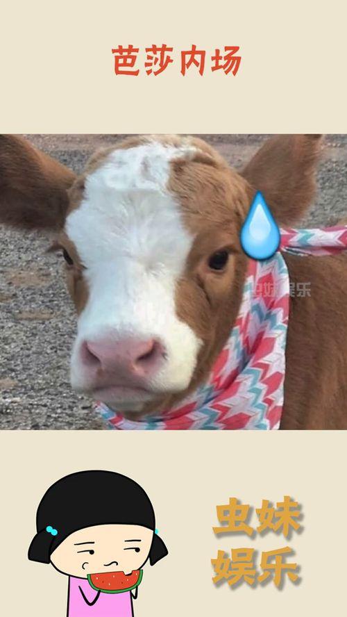 抖音娱乐吃瓜酱的配音