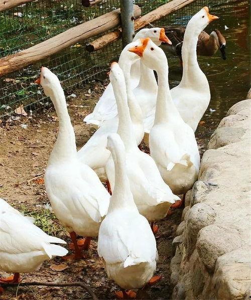 八鹅吃瓜菌不空娱乐,揭秘网络热梗背后的趣味世界 第3张 八鹅吃瓜菌不空娱乐,揭秘网络热梗背后的趣味世界 第3张