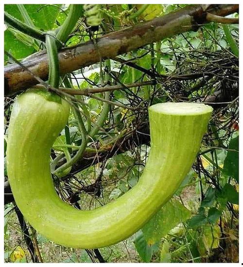 网上流行吃瓜是什么意思,吃瓜背后的文化现象 第2张 网上流行吃瓜是什么意思,吃瓜背后的文化现象 第2张